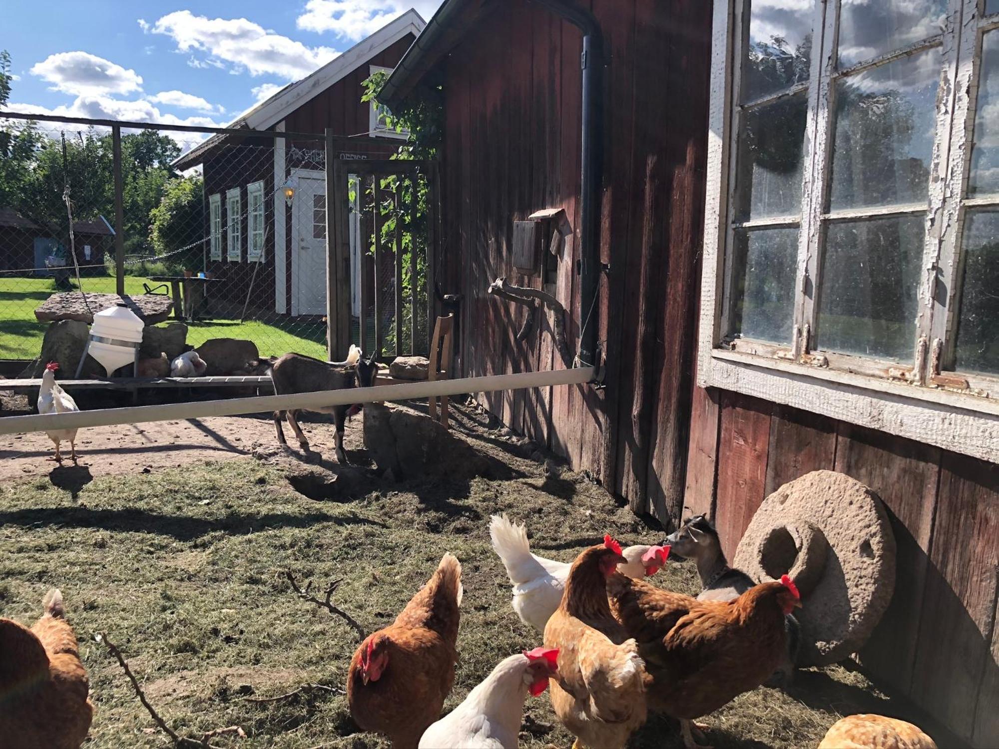Aeventyrsgardens Vandrarhem, Kinnekulle Kallby Luaran gambar